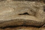 Polished Petrified Wood Stand-up - McDermitt, Oregon #166100-2